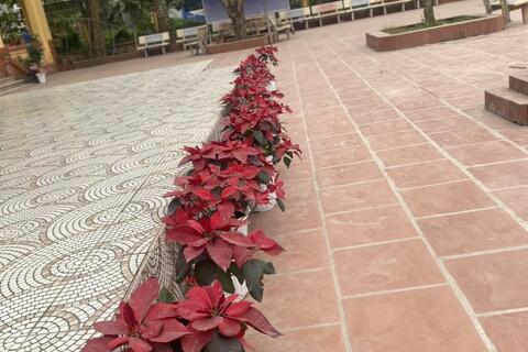 HƯỞNG ỨNG TẾT TRỒNG CÂY VÀ PHONG TRÀO MỪNG TUỔI SÁCH CHO THƯ VIỆN TRƯỜNG